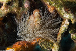 Anemones