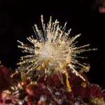 Invertebrates
