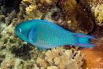 Scaridae