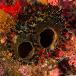 Sponges