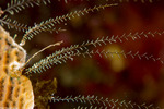 Cnidarians
