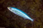 Haemulidae