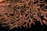 Octocorals