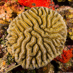 Meandrinidae