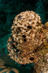 Porifera