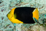 Angelfishes