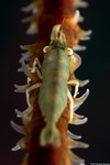 Pseudopontonides