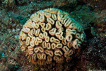 Stony Corals