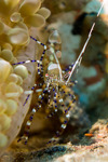 Shrimps