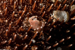 Thoracotremata