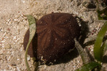 Sea Urchins