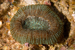 Stony Corals