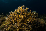 Scleractinia