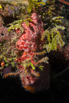 Porifera
