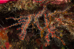 Diodogorgia