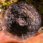 Mussinae