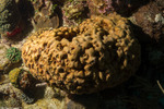Sponges