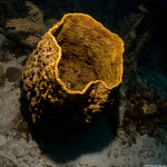 Aplysinidae