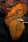 Porifera