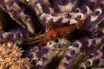 Heptacarpus