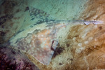 Beringraja