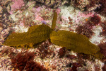 Dictyoneurum