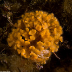 Cyclostomatida