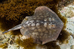 Neoselachii