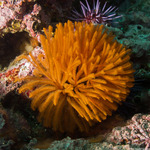 Annelida