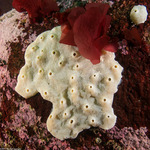 Tunicata