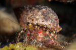 Invertebrates