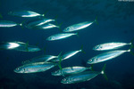 Carangiformes