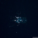 Physonectae