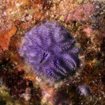 Bryozoa