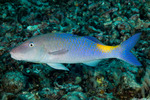 Mullidae