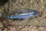 Cardinalfishes
