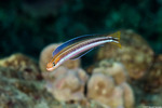Blennies