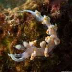 Invertebrates