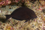 Acanthurus