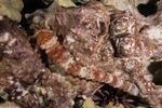Echinozoa
