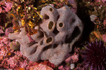Trididemnum