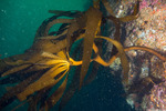 Lessoniaceae