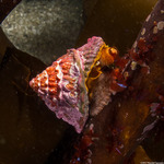 Turbininae