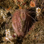 Spatangoidea