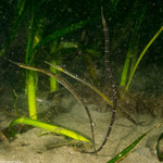 Syngnathus