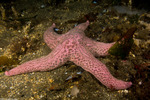 Pisaster