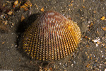 Bivalves