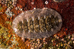 Chitons