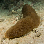Corals