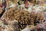 Acroporidae
